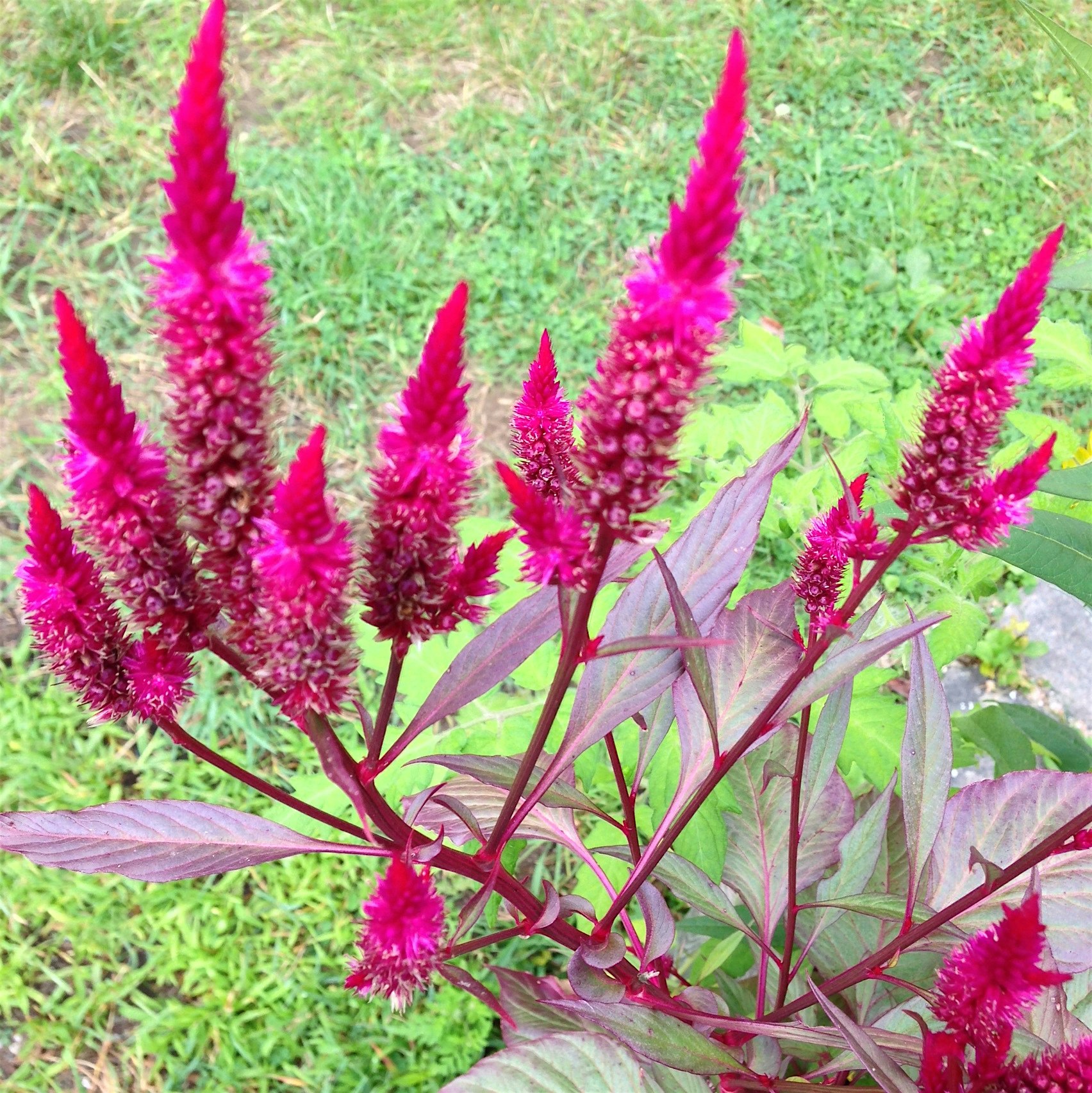 Wild amaranth. Edible Maine 