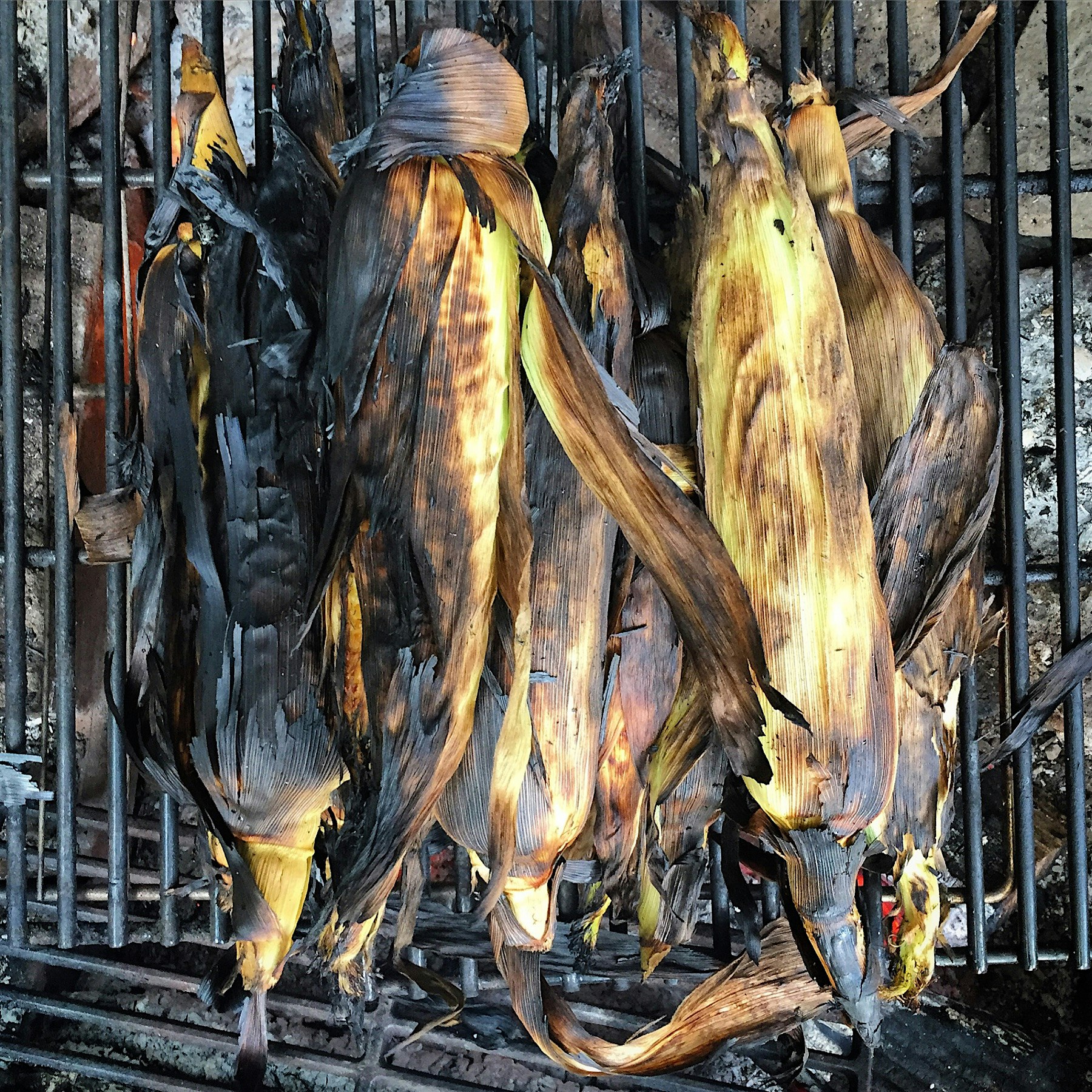 Grilled sweet corn for summer. 