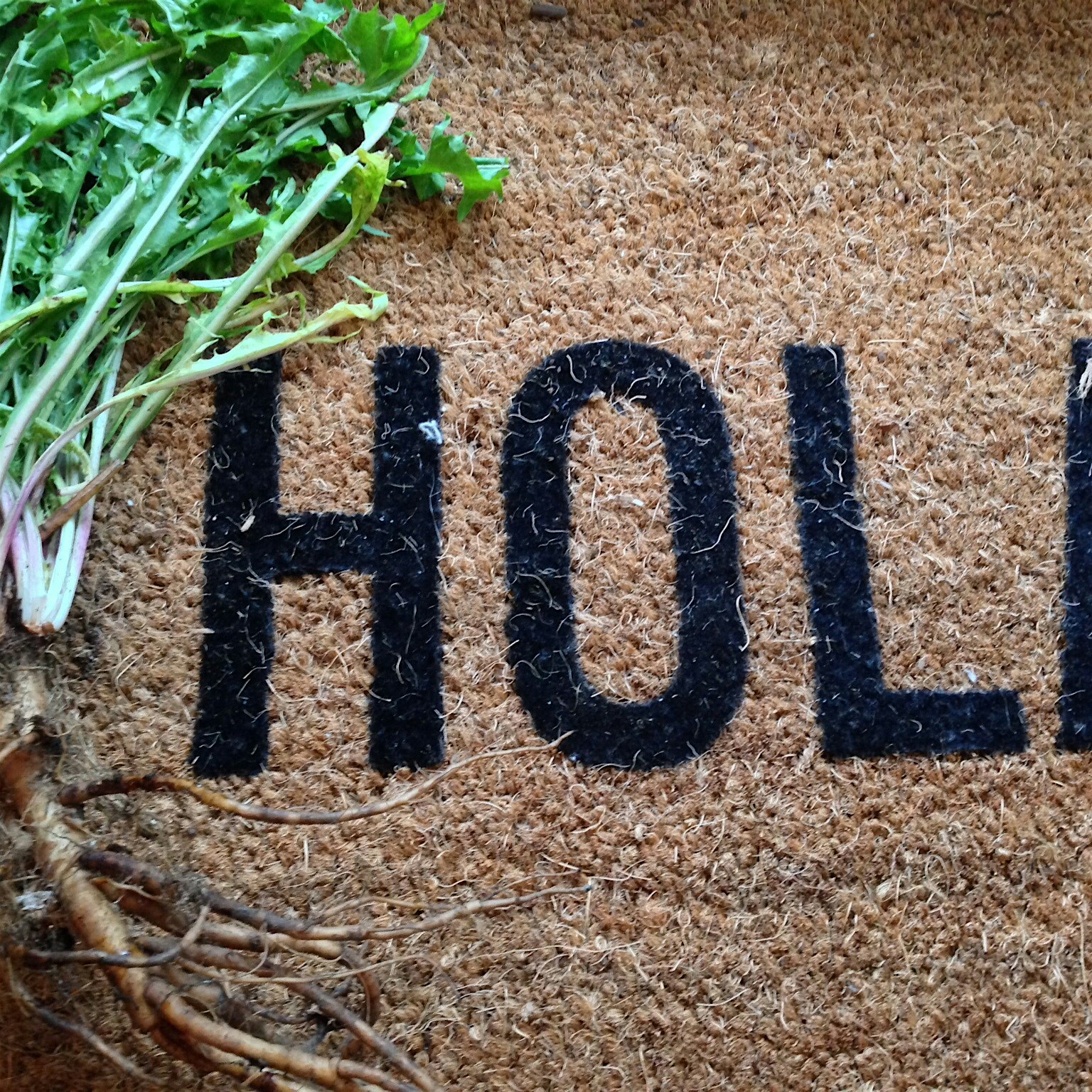 Hola. Time to tincture - wild dandelion greens. Edible Maine - bienvenido a Miami! 