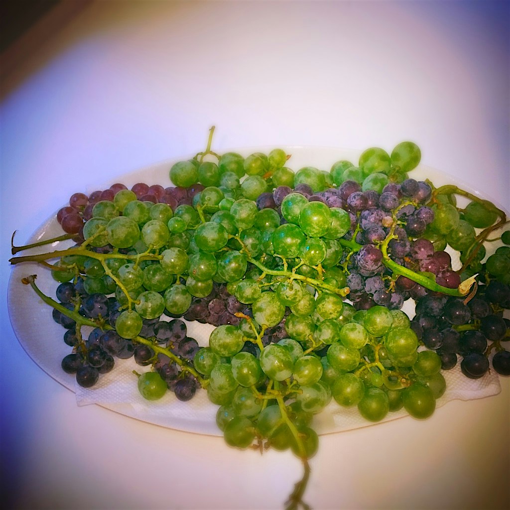 Freshly picked at the farm! #grapeseason