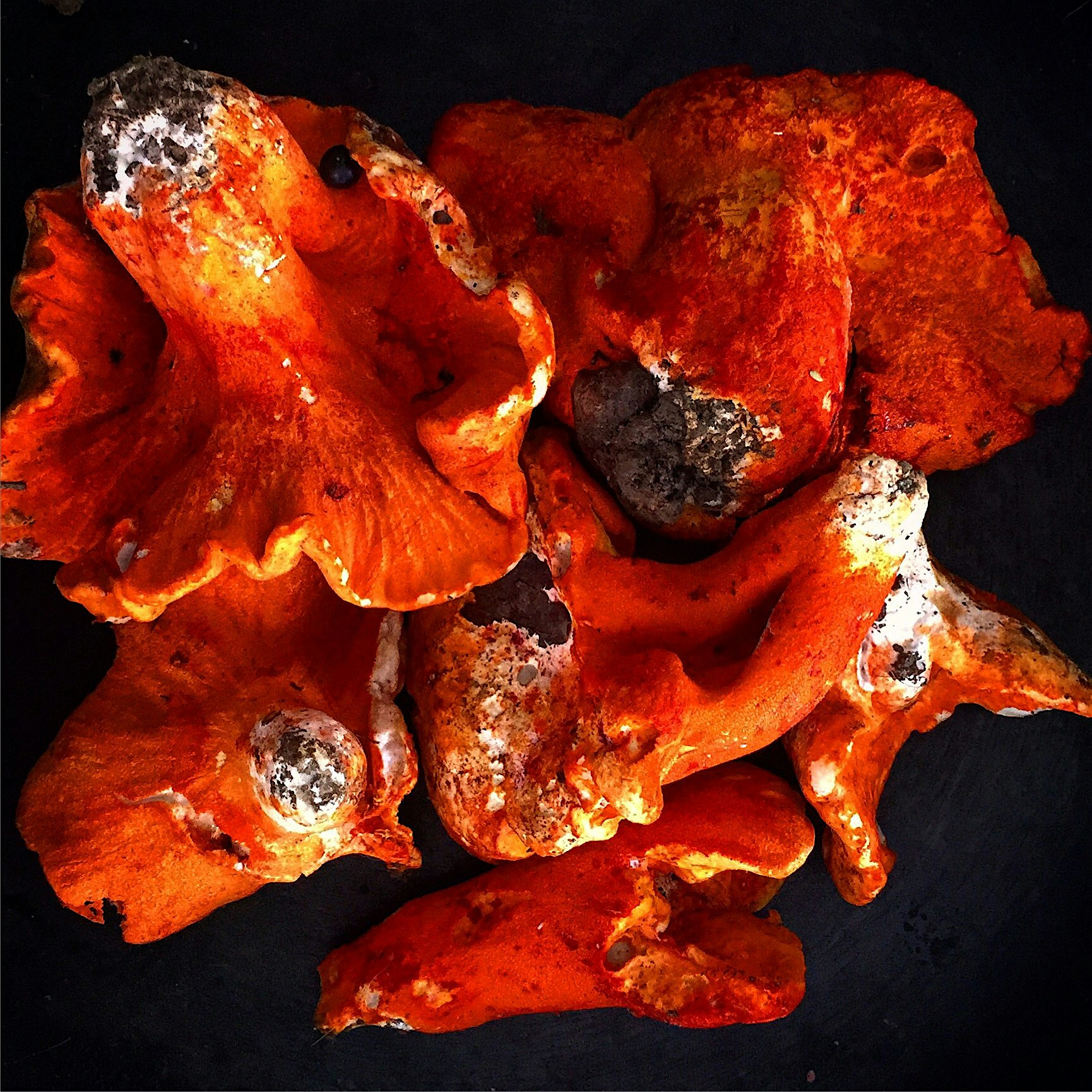 Lobster mushrooms. 