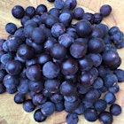 Corrected post: "fox grapes"- a wild relative of the Concord. 