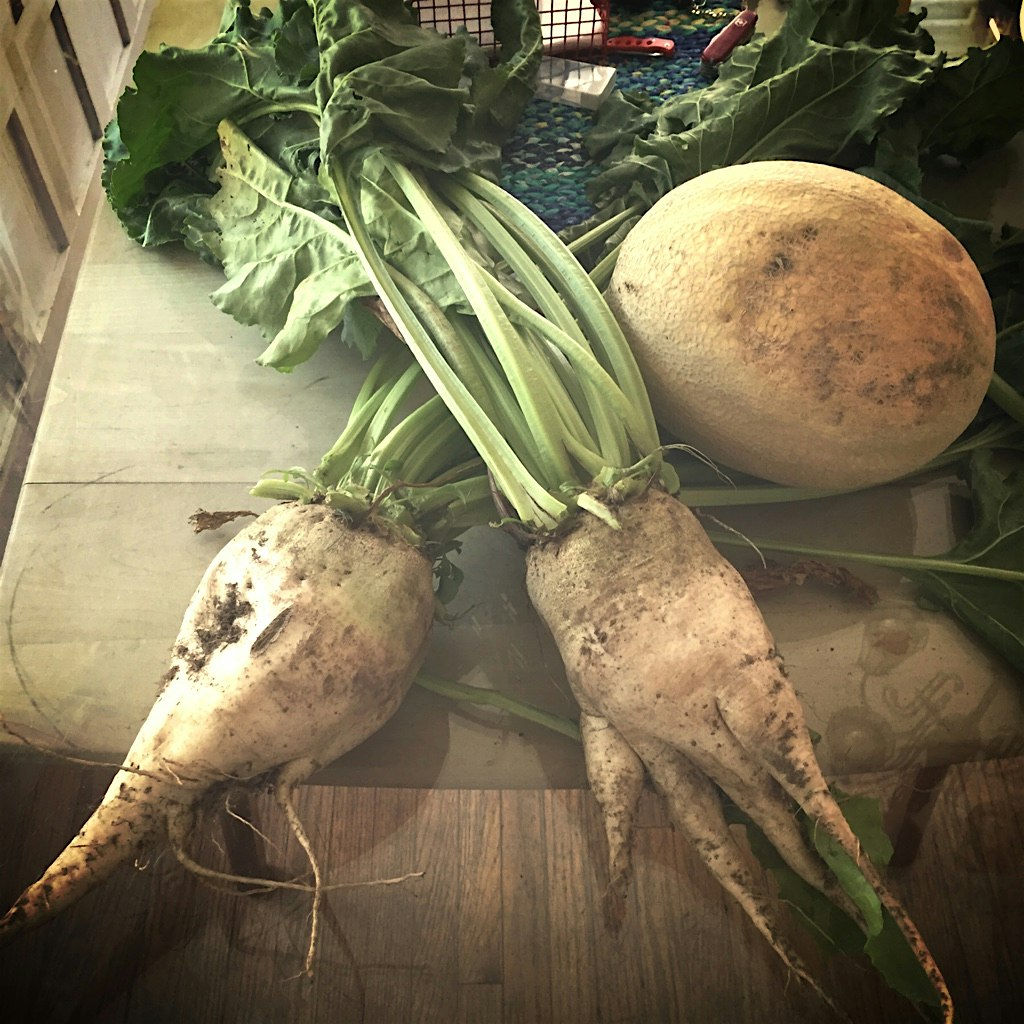 These are giant sugar beets. First time ever cooking them. They are completely delicious. 