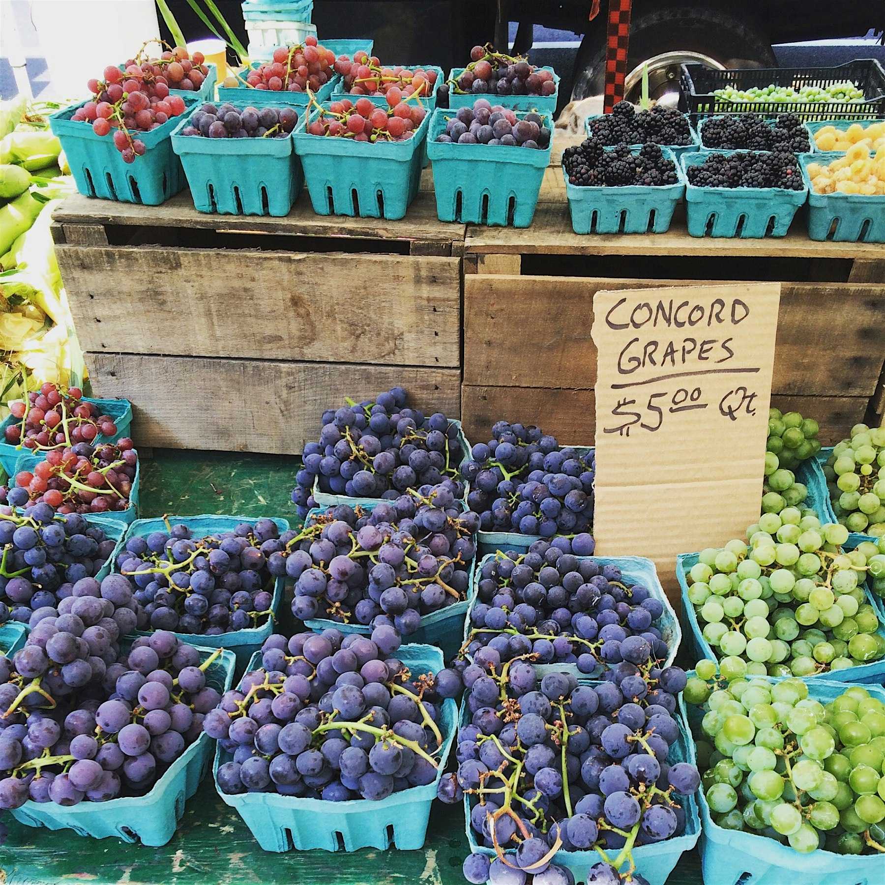 Gorgeously dusty purple/blue Concord grapes from Stokes Farm...