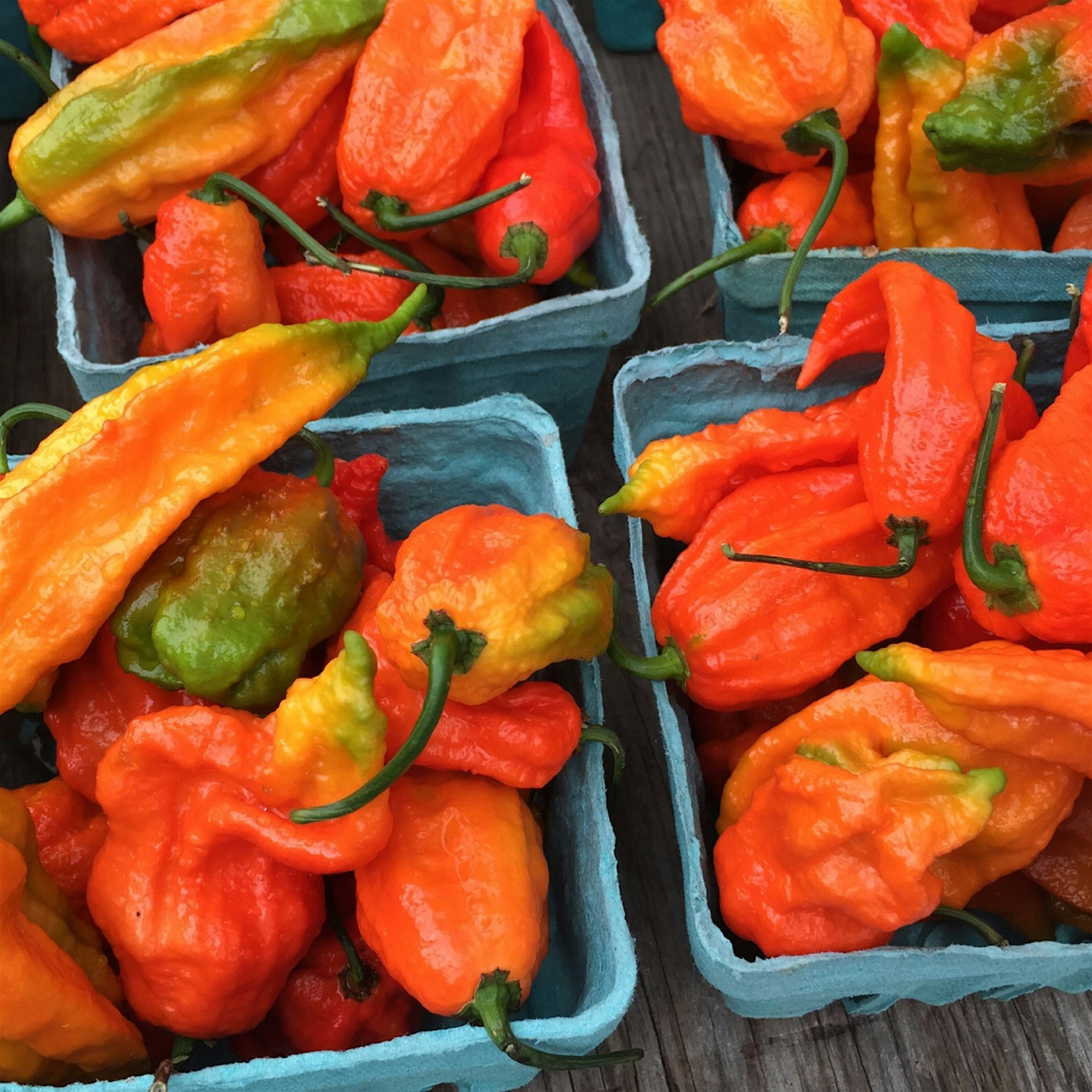 Ghost peppers- the world's hottest pepper! At the Union Square Greenmarket. They look so beautifu...