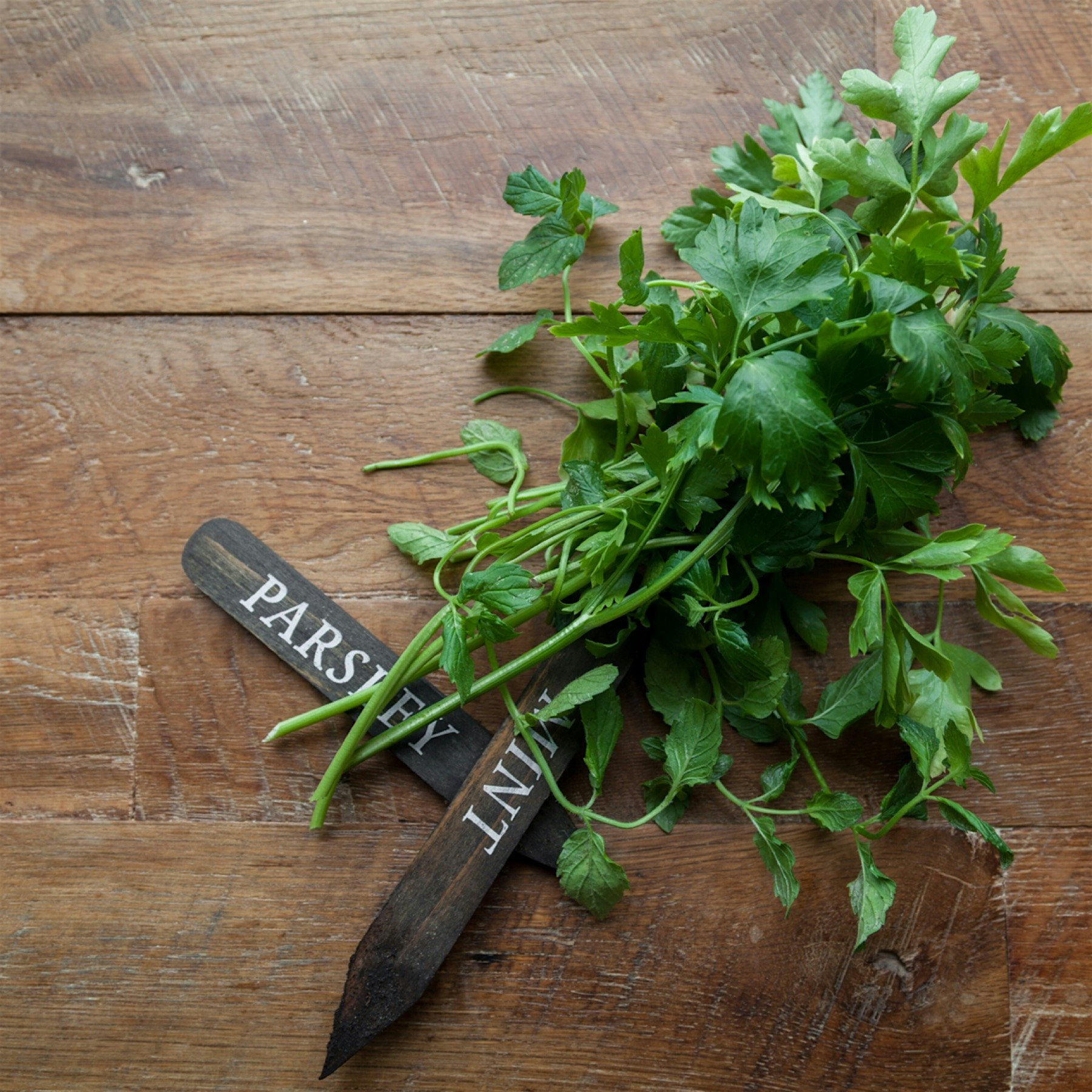 Gathering fresh parsley and mint from my indoor garden to make a minty pea soup. 🌱