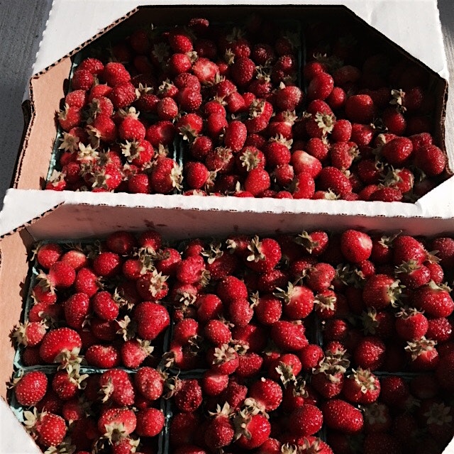 Fall berries from mountain sweet berry farm #jammingtoday