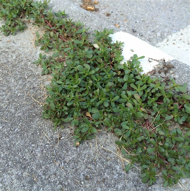 On the way to the farmer's market I saw purslane (high source of omega 3) growing on the road. It...