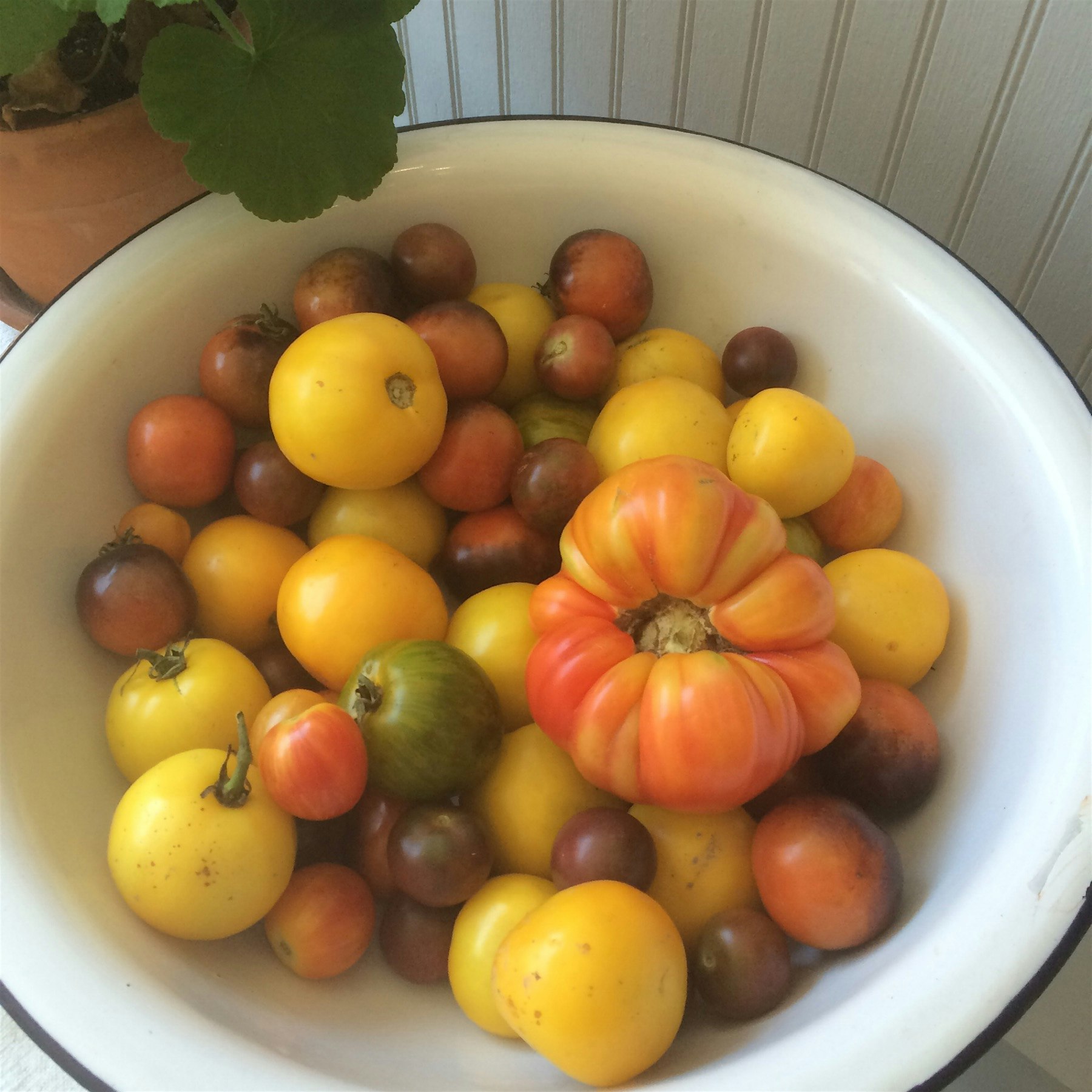 Make sauce, or dry roast and preserve in olive oil.