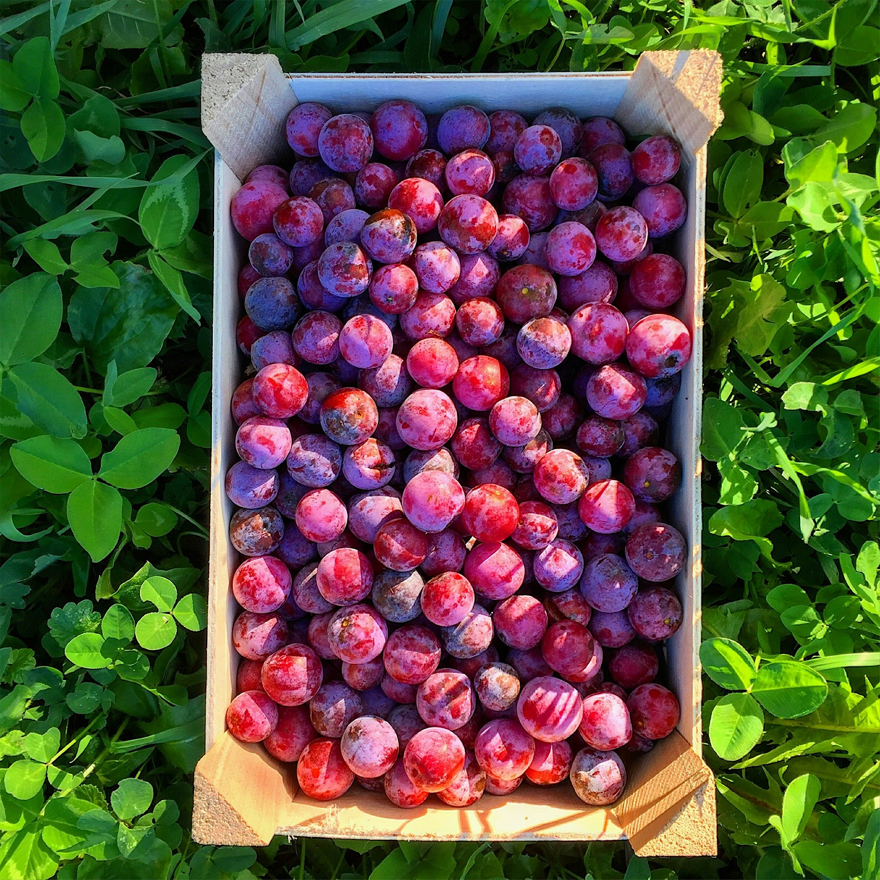 Schenectady Catherine plums / NY genetics at its best. 