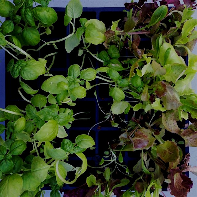 Homegrown greens: basil and baby lettuce 