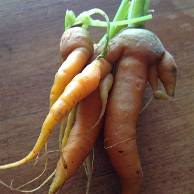 Carrot love