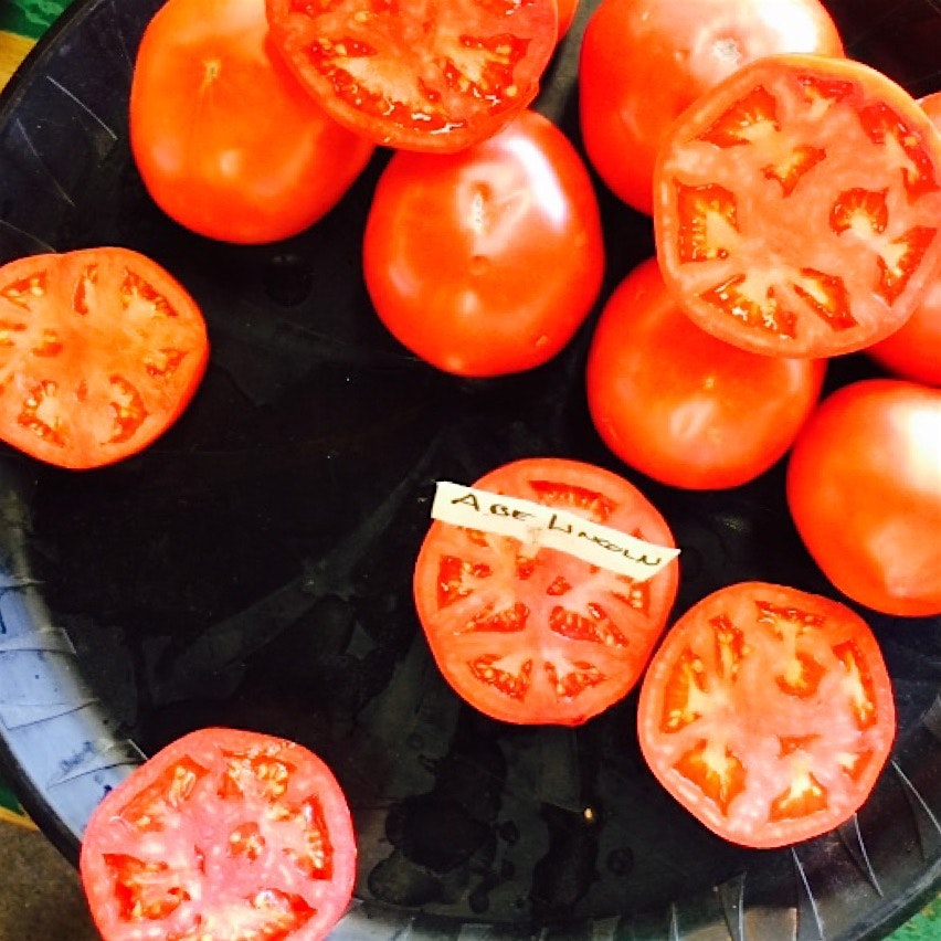 Abe Lincoln heirloom tomatoes! May be the last batch of the season! 