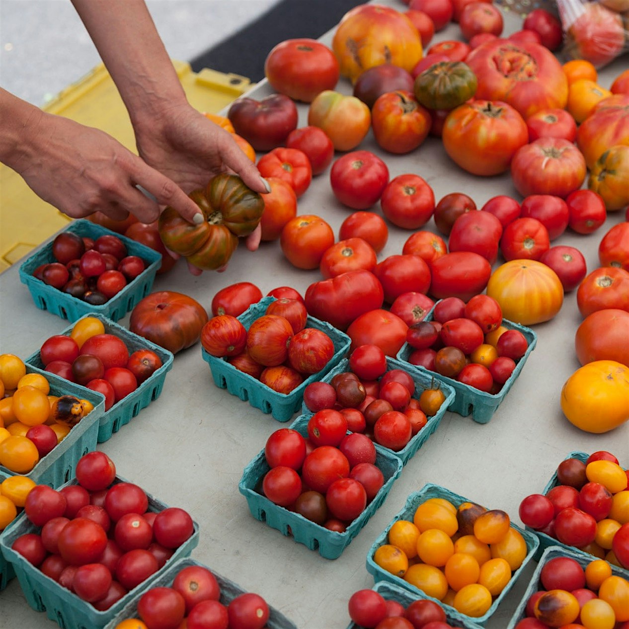 I only pick the ugliest tomatoes, cuz I think they're the cutest! End-of-season, get 'me while yo...