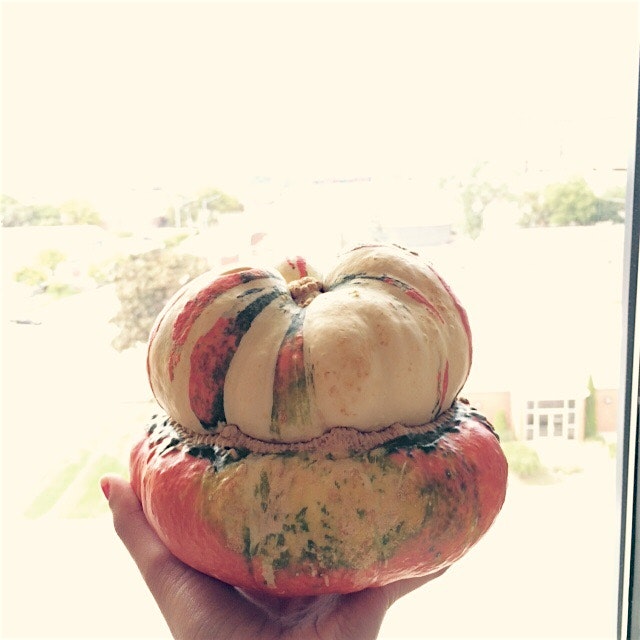 Double decker turban squash! So freakin adorable. 