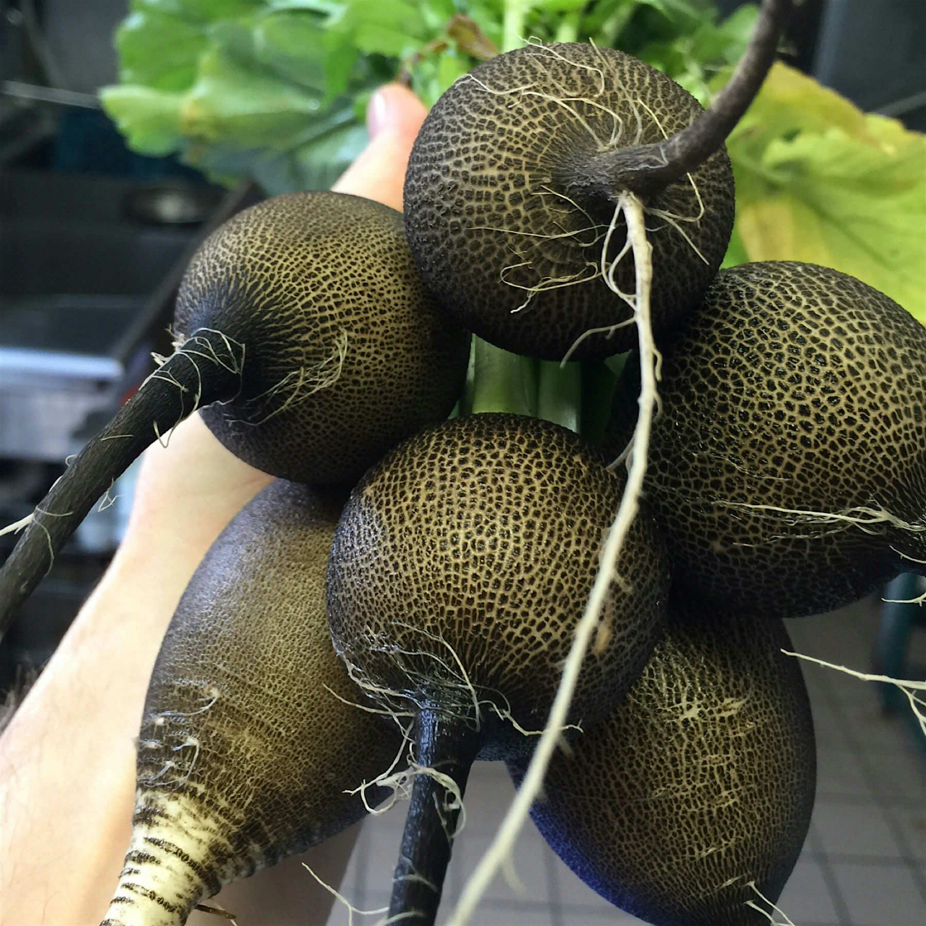 Not a dish but will go on a radish board with homemade butter / sea salt / and a little salad fro...