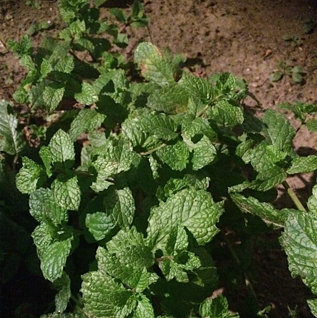 Fresh mint from my backyard! Am planning to make some lemonade with mint! #urbangardening 