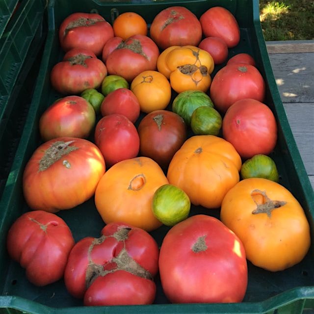 Local heirloom season ☀️@CaseysFarm with @MichaelHalle 