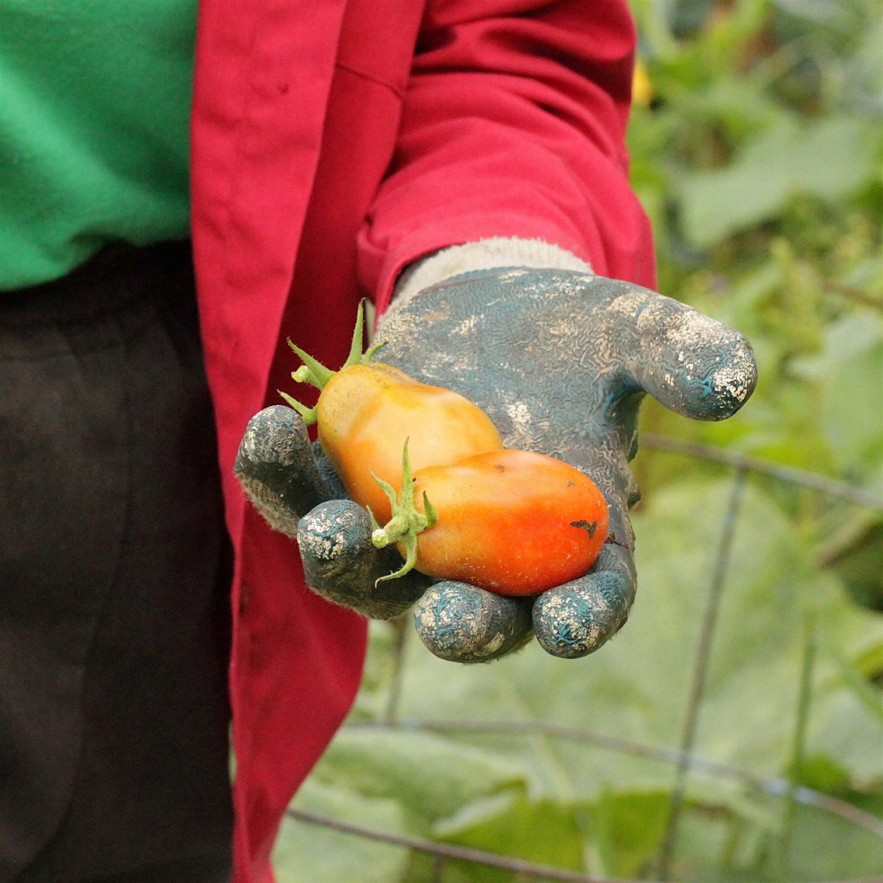 Perfect tomatoes for canning. Wondering what else people will be canning this fall and winter!?