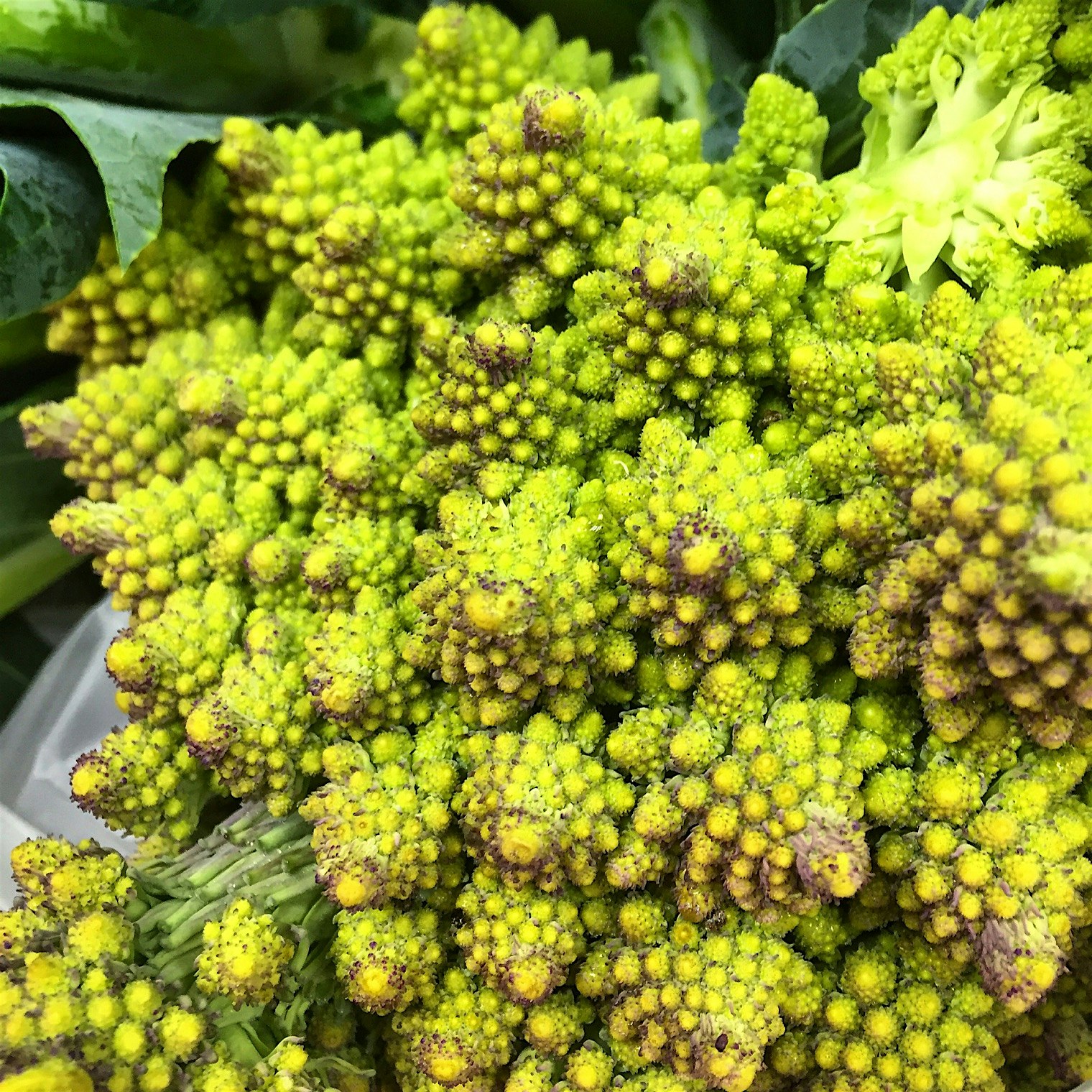 Romanesco broccoli.