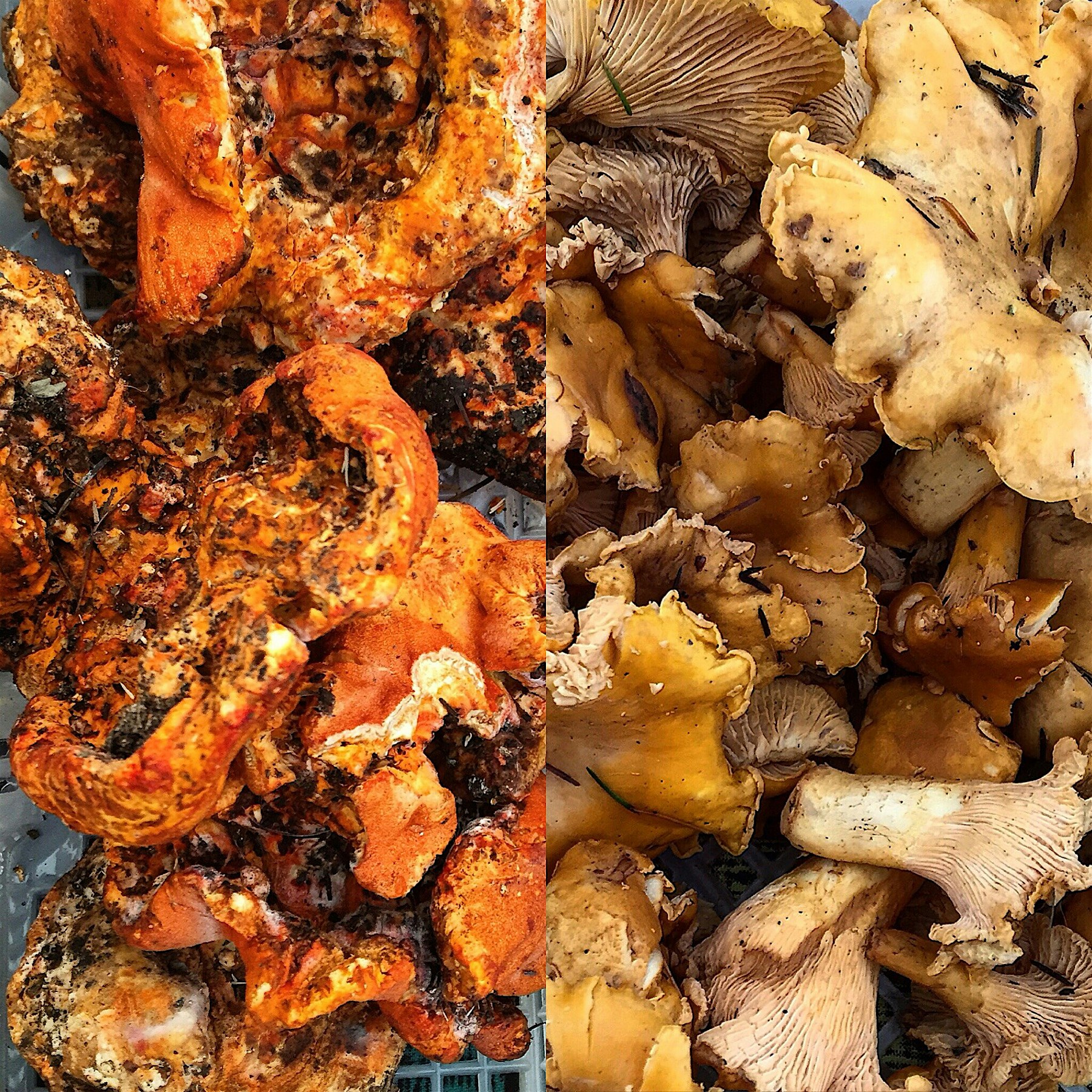 Wandering the Yaletown Farmers Market, and discovered some epic 'shrooms!