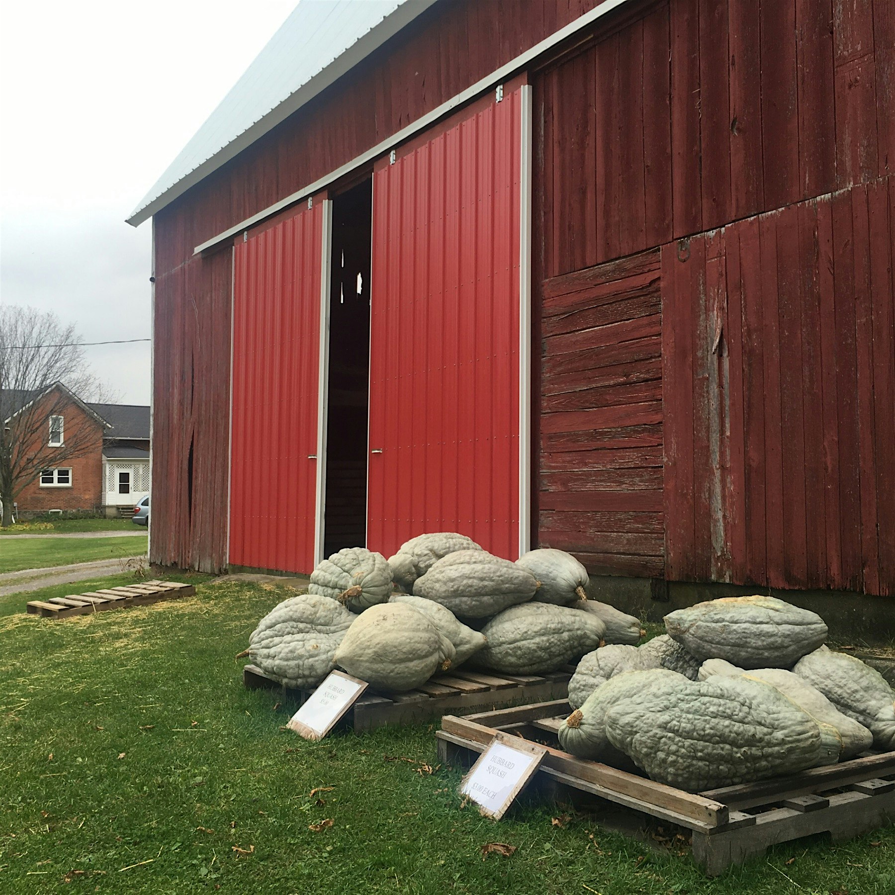 Winter Hubbard Squash are each the size of a healthy toddler! Happy Saturday! @lindaleedoyle got ...