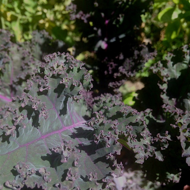Beautiful Purple kale at Union St Community Garden! 