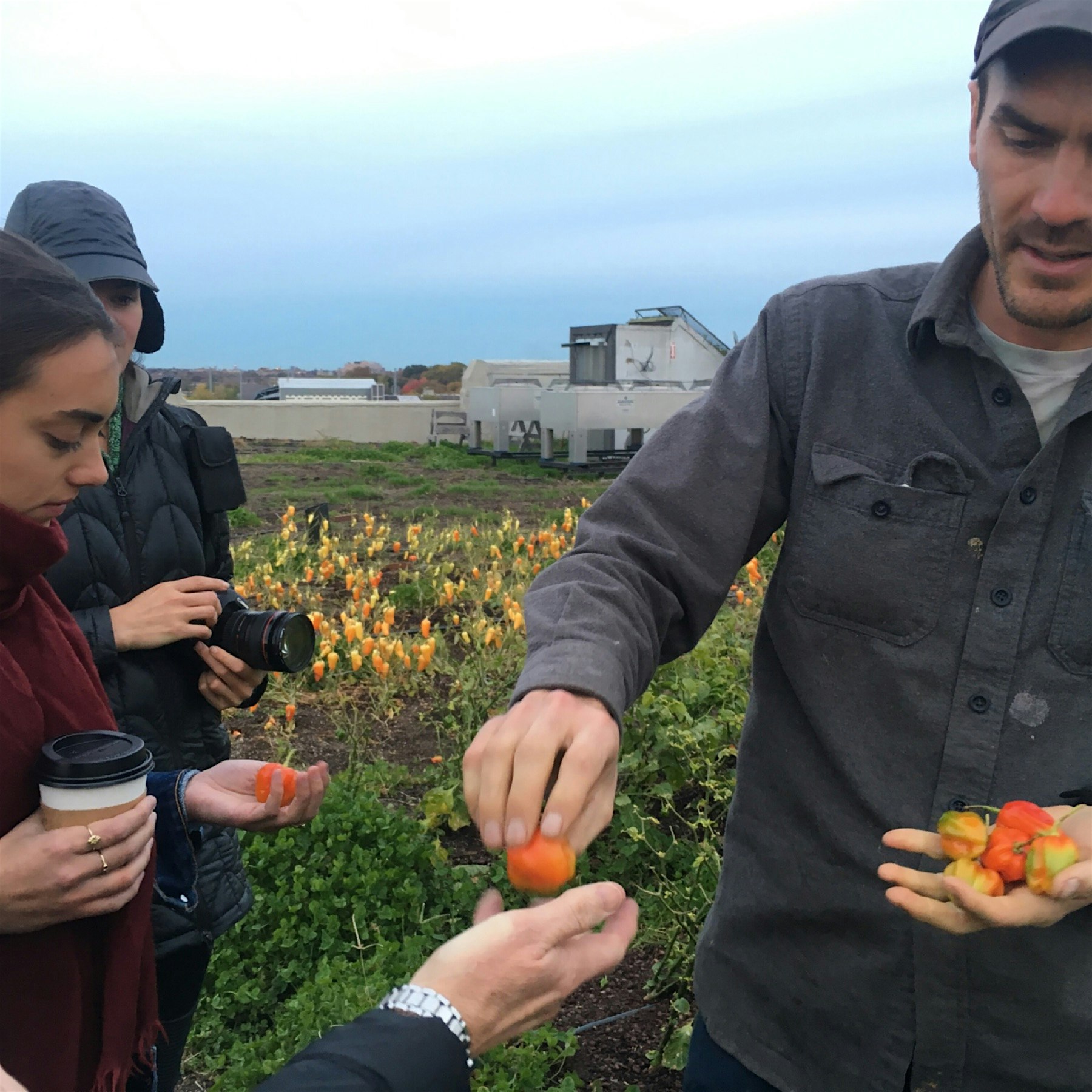 Hot sauce workshop under way!
