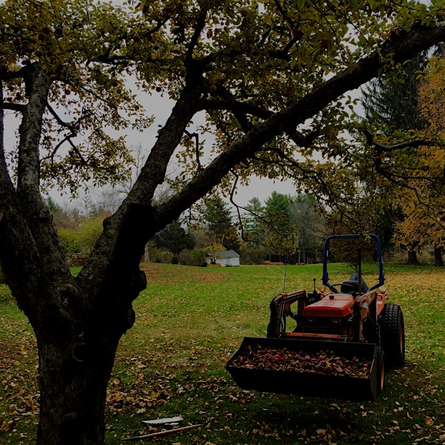 An orchard means apples for compost! #NoFoodWaste thanks to my trusty tractor Cassidy...