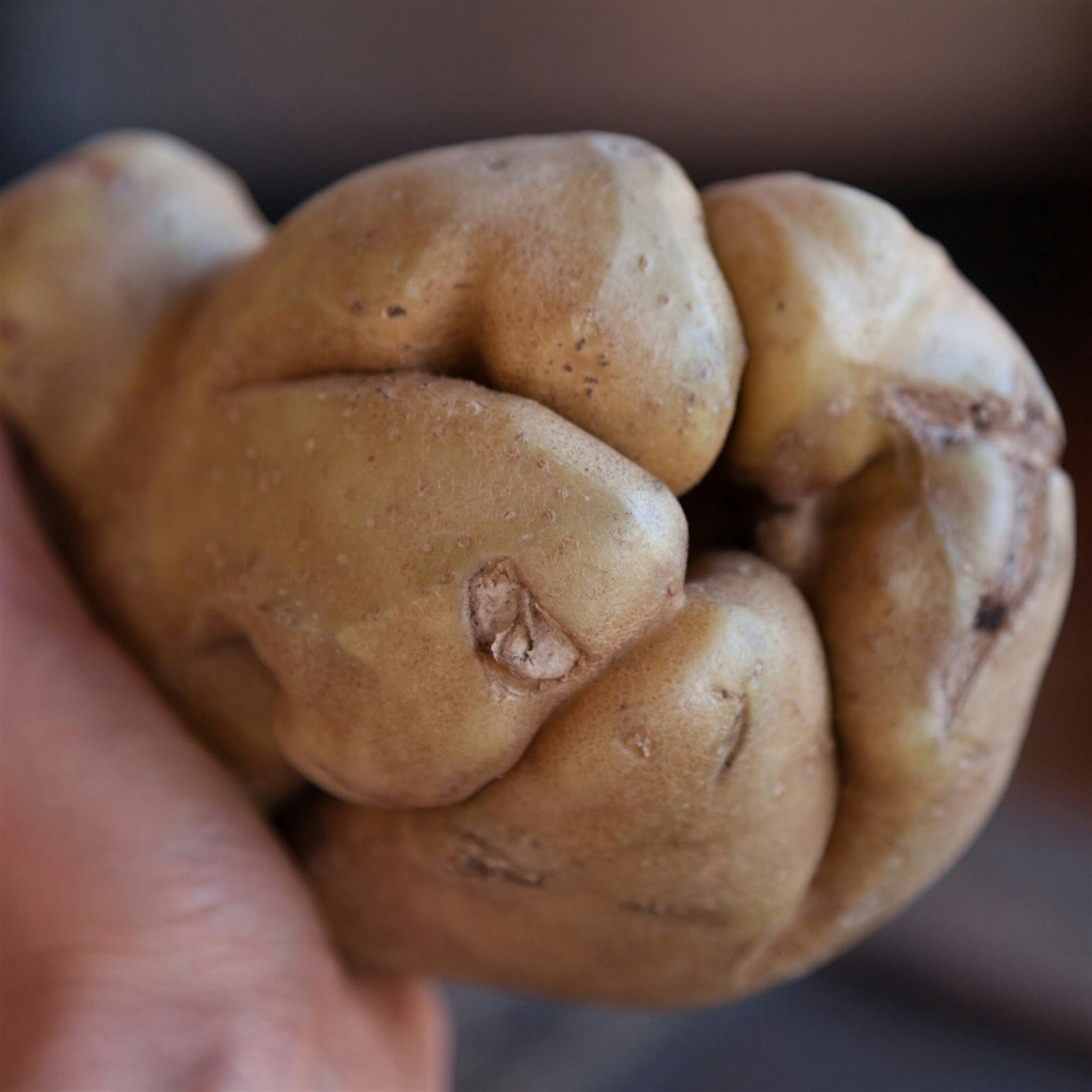 Found this grumpy old potato at the Union Square Farmers Market and decided to give it a home...i...