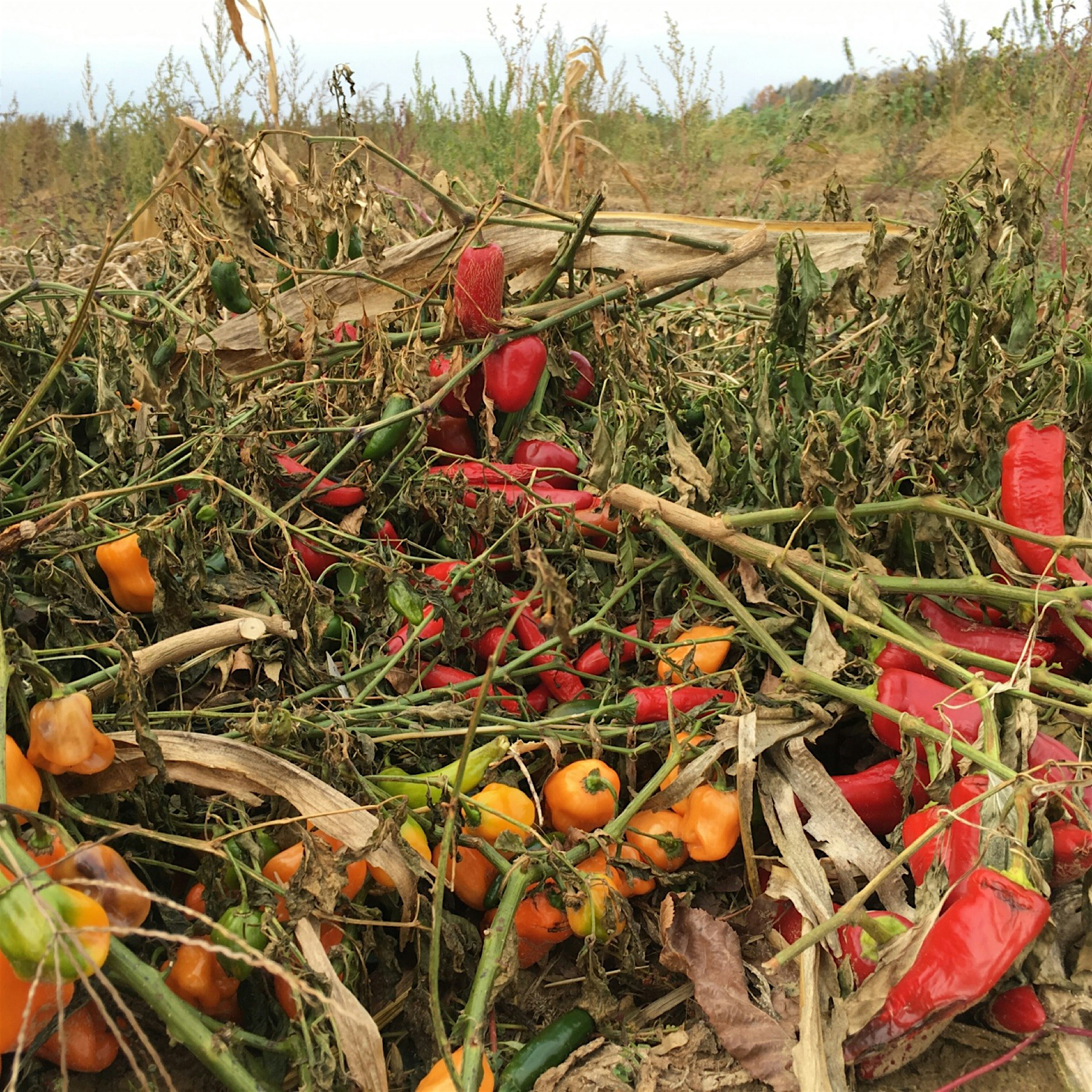 Rescued some of these Sweet Peppers and Habanero Peppers after the frost to throw into soups and ...