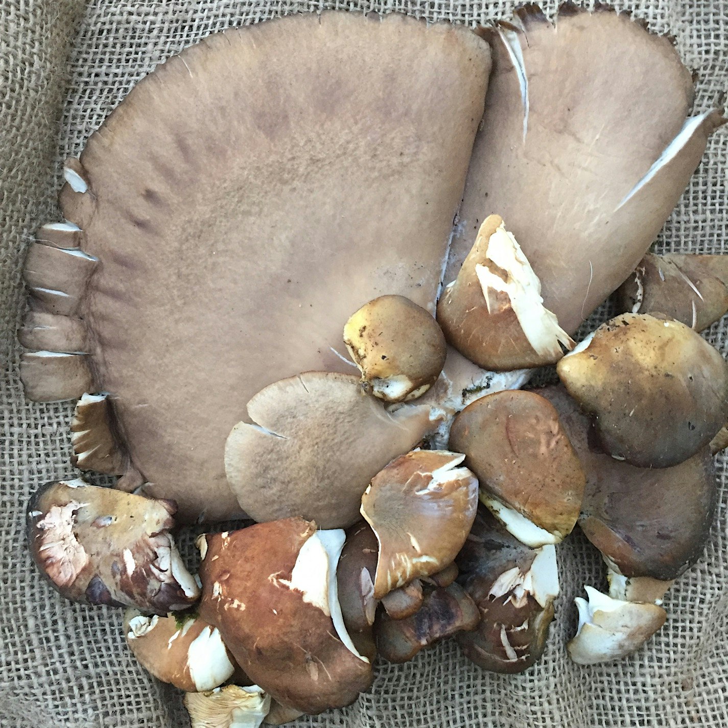 Fall oyster mushrooms. 